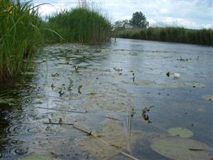 eutrofizovaný kanál